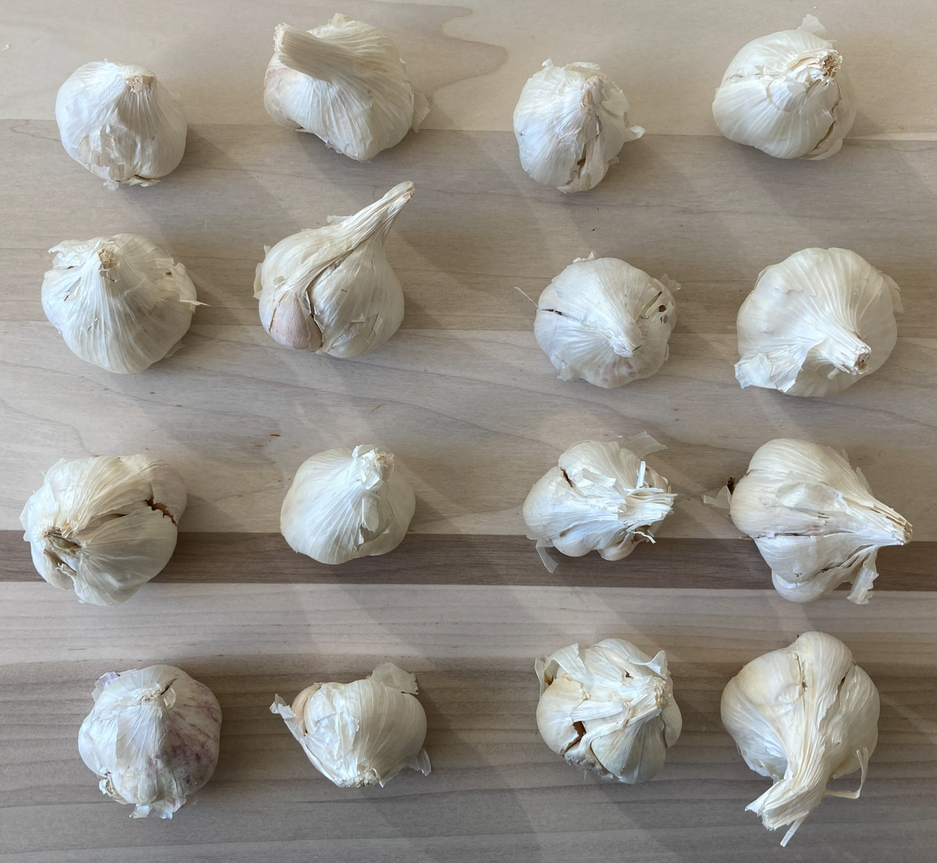 garlic